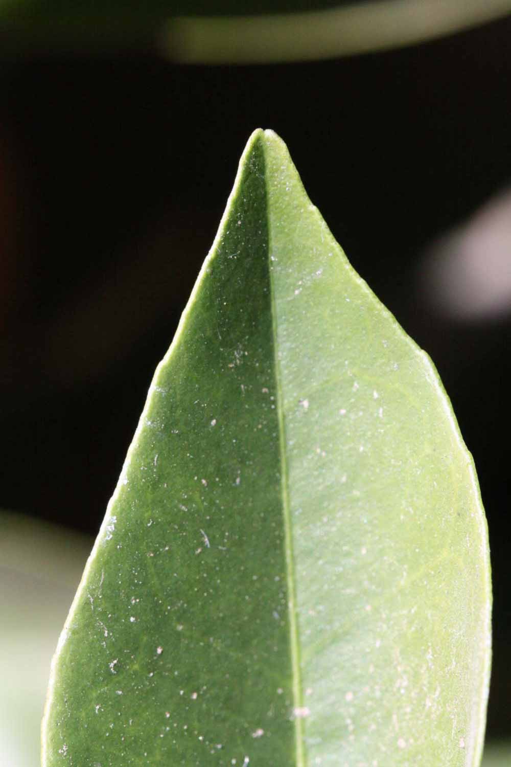              Margin (Riverside, CA)       